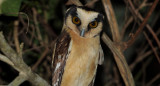 Lechuza nunca antes registrada en el Parque Nacional El Impenetrable en Chaco. Foto: Wikipedia.