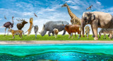 Mundo animal. Foto: Unsplash