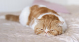 Gato, animales, felino. Foto: Freepik.