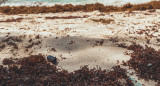 Sargazo en las playas. Foto: Unsplash.