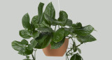 Plantas. Foto: Freepik.