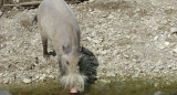 Se cree que los animales no pueden cruzar la línea de Wallace. Foto: Wikipedia.