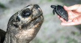 La tortuga "Goliat" y su cría. Foto: EFE/Ron Magill.