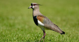 Vanellus chilensis,​ llamado comúnmente tero. Foto: Unsplash.