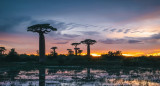 Baobad, el árbol más longevo del mundo. Foto: Unsplash.