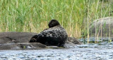 Foca, animal marino. Foto: Noticias Ambientales