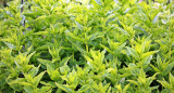 Planta de menta. Foto: Freepik.