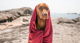 Perro. Fuente: Pexels