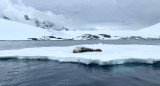Foca en la Antártida. Foto: EFE