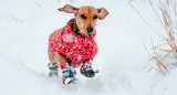 Perros y nieve. Foto Unsplash