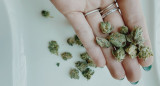 Cannabis. Foto: Unsplash.