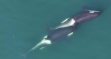 Orcas. Crédito: EFE/ Center for Whale Research, NMFS NOAA Permit 27038