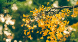 Árbol Ginkgo Biloba. Foto Unsplash